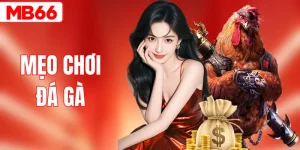 Mẹo Chơi Đá Gà Luôn Thắng - Bí Kíp Chọn Kèo Chuẩn Xác
